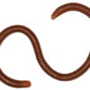 Earthworm-1.png