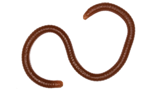 Vinilos LureMax EARTHWORM
