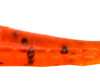 Pinhead-008-копия.png
